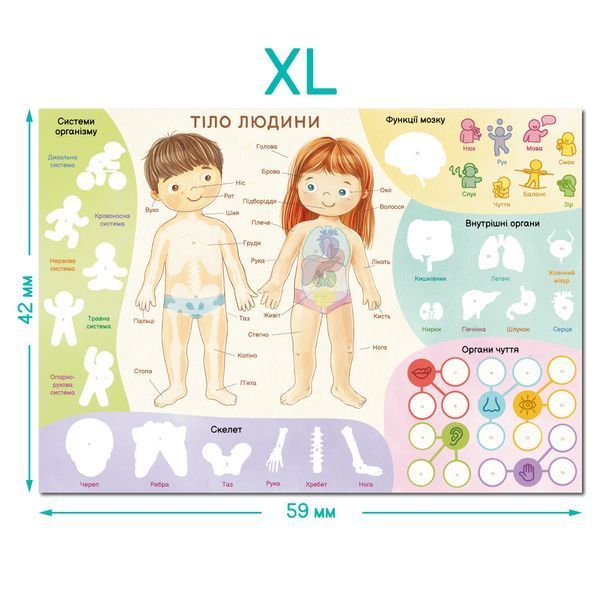 Навчальний постер з наклейками Dodo Тіло людини XL 300901 фото