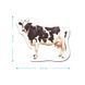 Набір магнітів Dodo Монтессорі Ферма 201212 фото 5